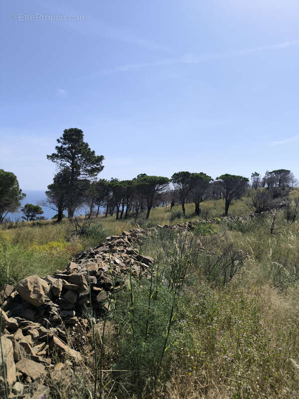 Terrain à CERBERE