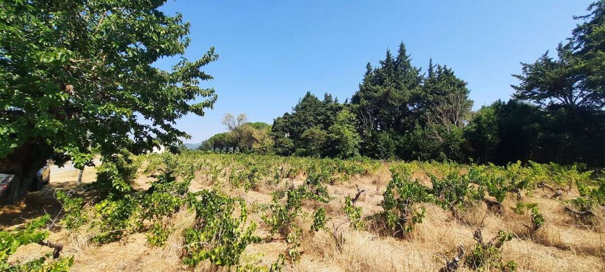 Projet de construction d'une maison  m² avec terrain à SAINTE-CECILE-LES-VIGNES (84) - photo 3