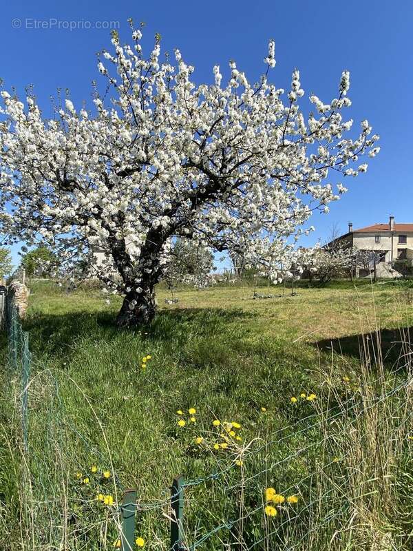 Terrain à SAINT-BARTHELEMY-LE-PLAIN