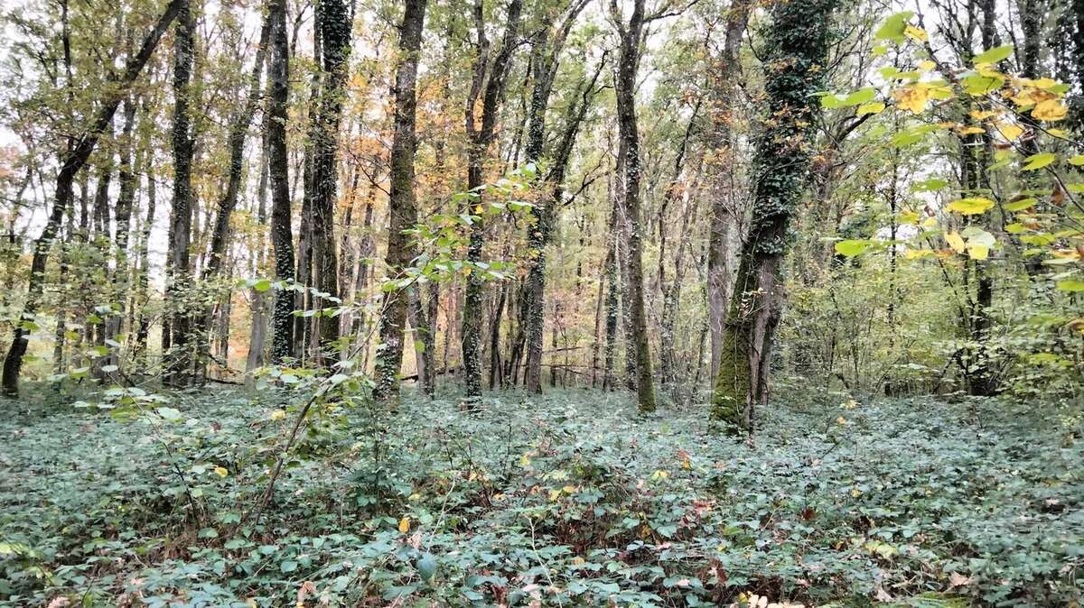 Terrain à VOUILLE