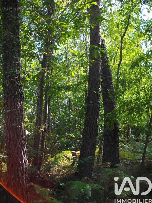 Photo 4 - Terrain à BAZAS