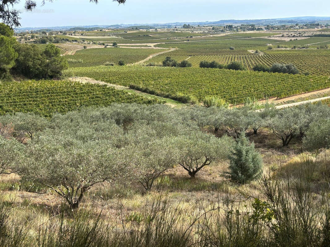 Terrain à PUISSERGUIER