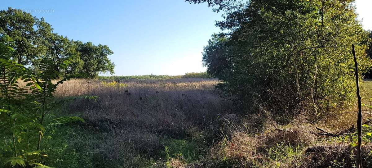 Terrain constructible avec bois Montaigu-de-Quercy - photo 2