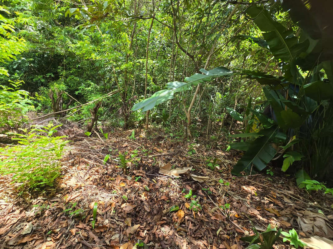 Terrain à REMIRE-MONTJOLY