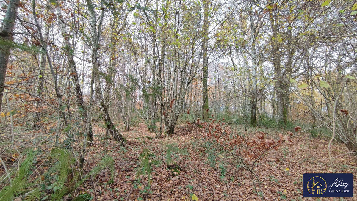 Terrain à PALISSE