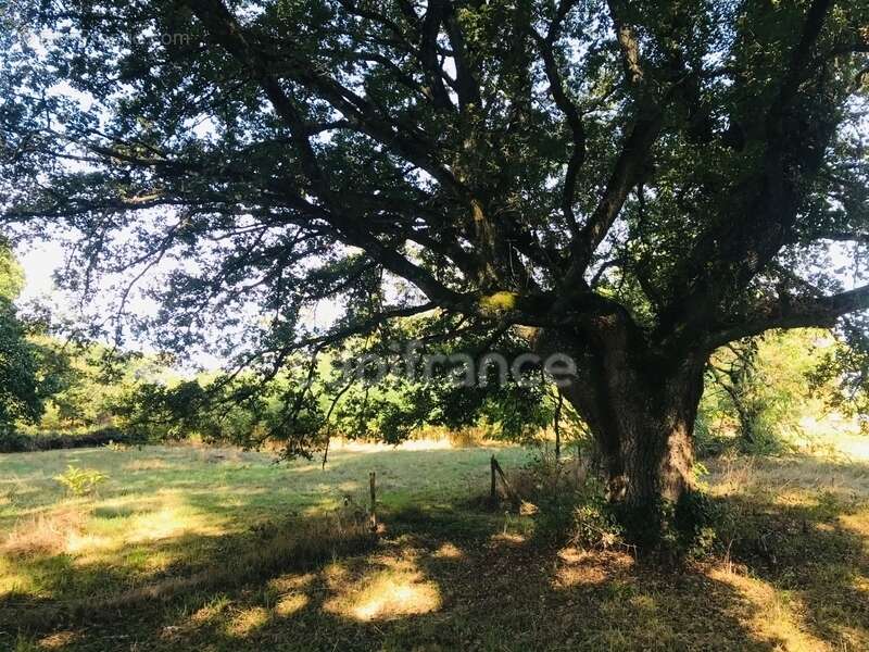 Terrain à LE CHAUTAY