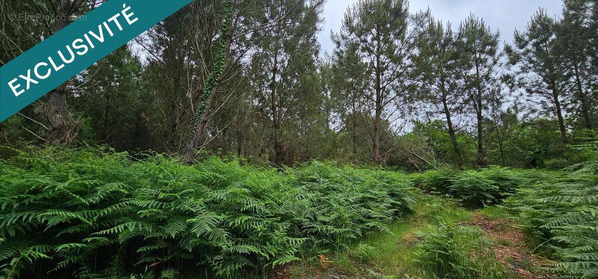 Photo 5 - Terrain à RION-DES-LANDES