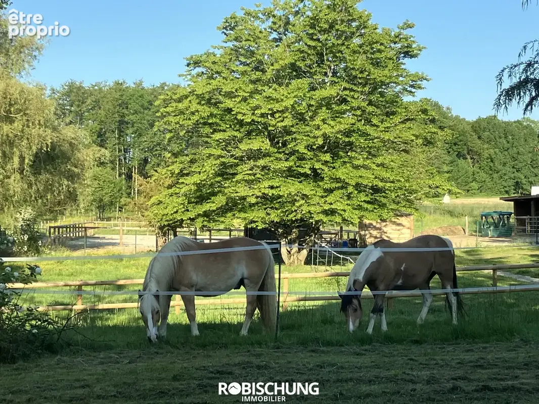 SEPPOIS- LE- BAS : Propriété équestre aux portes de la suisse (A 10 minutes) - photo 10