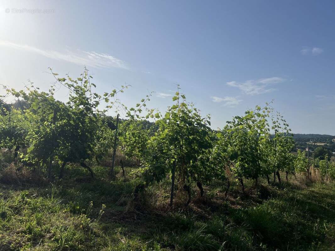 À Vendre : Terrain avec Vignes - Puy-d'Arnac (19) - photo 6