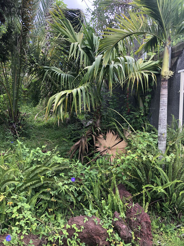 Terrain à LE TAMPON