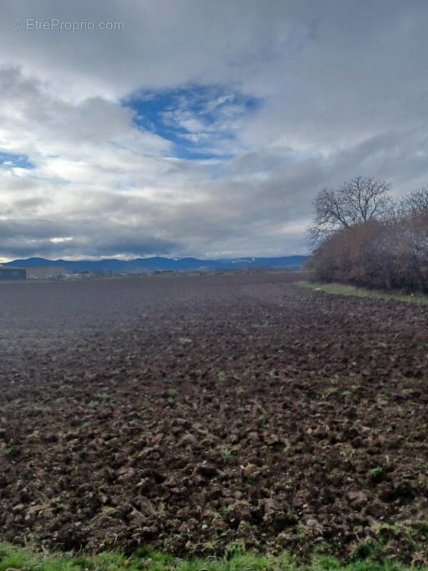 Terrain à BISCHWIHR