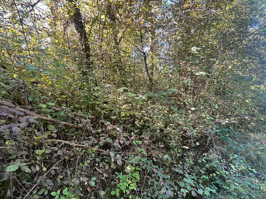 Terrain à BASSILLAC