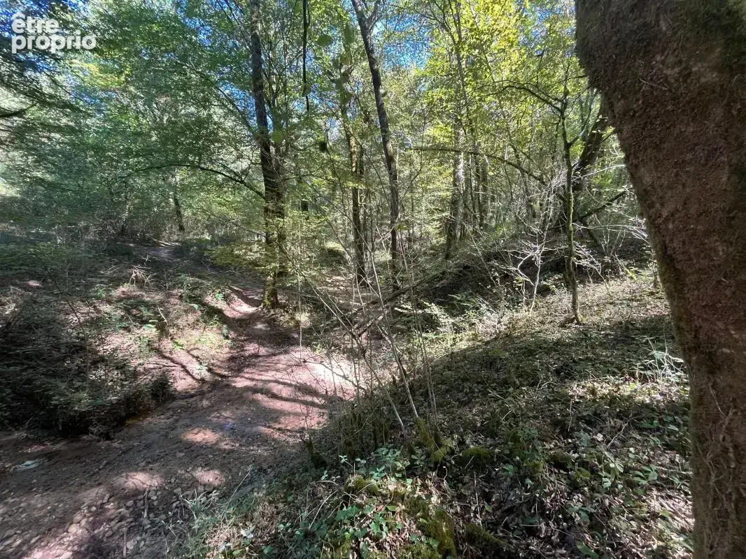 Belle parcelle de bois - AGENCE ORPI BRIVE - photo 6