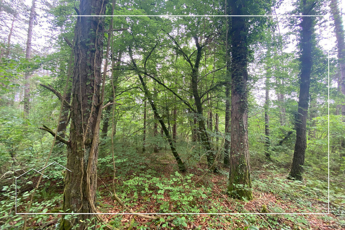 Photo 1 - Terrain à MEUILLEY