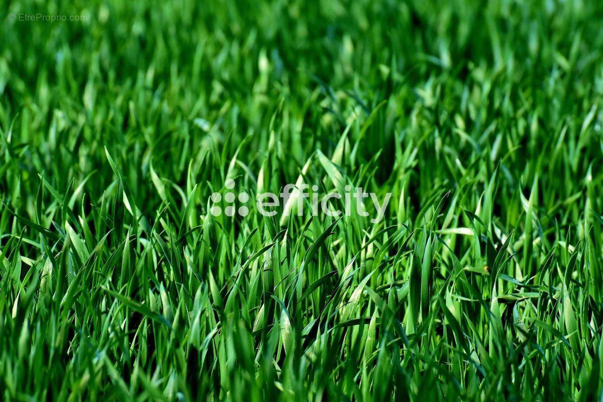 Terrain à MIEUSSY