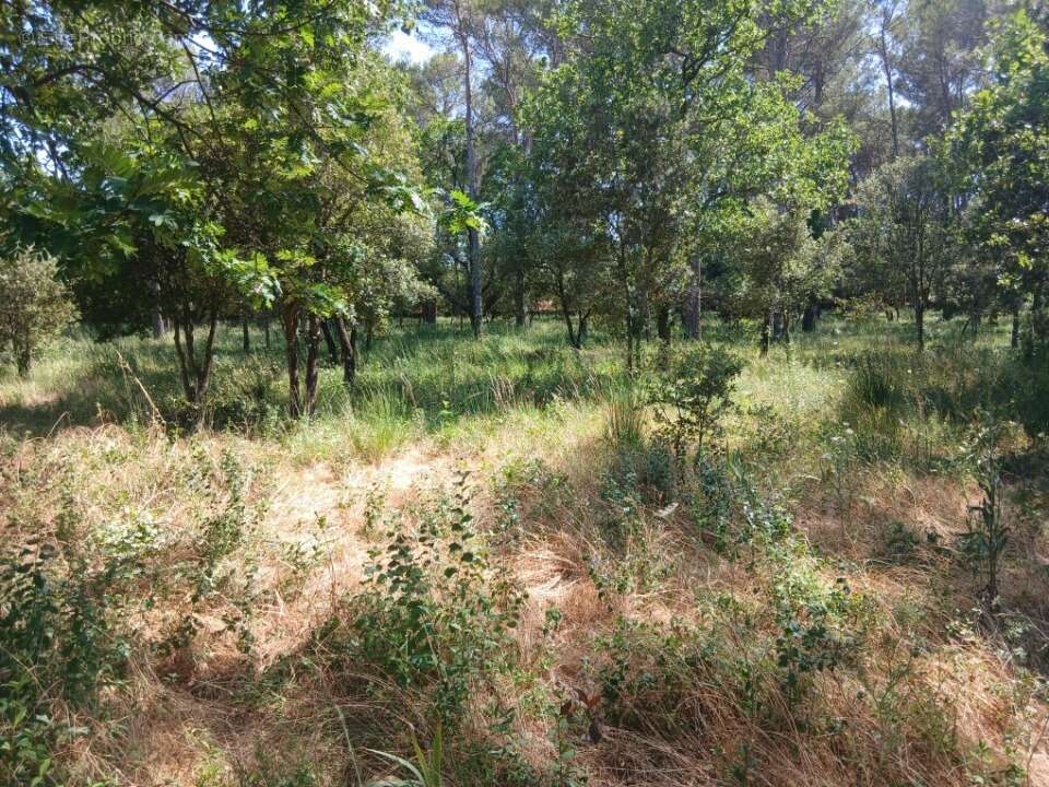 Terrain 705 m² à Gareoult  - photo 2