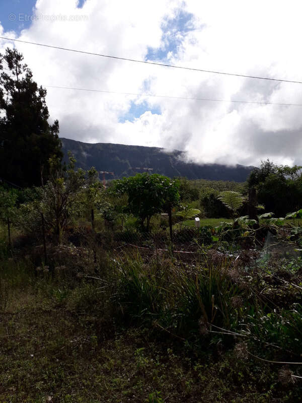 Maison à LA PLAINE-DES-PALMISTES