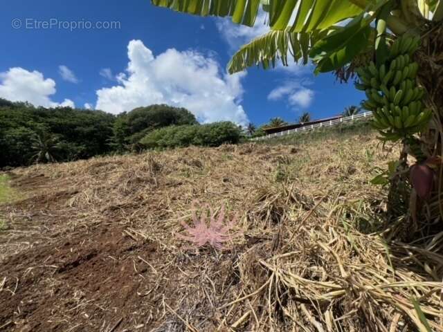 n°2 - Terrain à LE LORRAIN