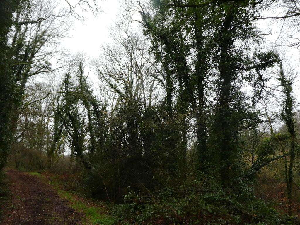 Terrain à SAINT-TUGDUAL