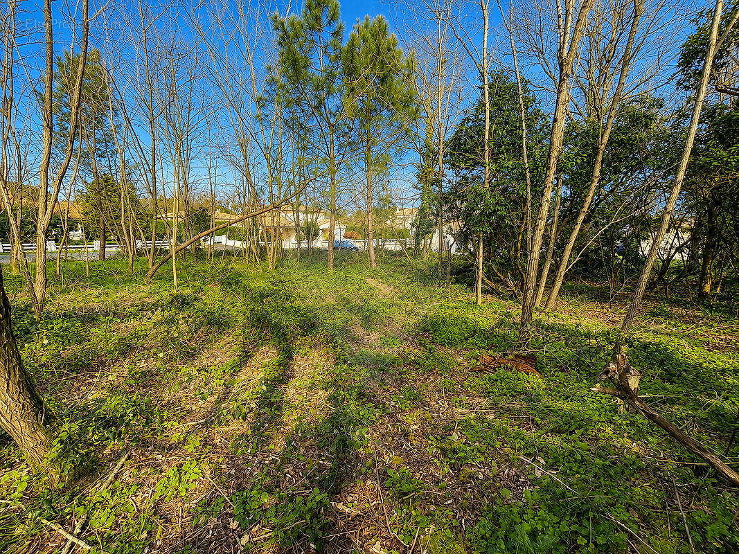 Terrain à LEOGNAN