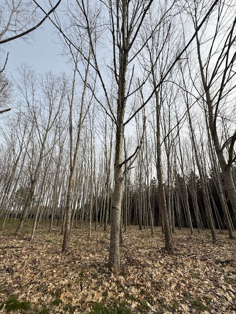 Terrain à SAINT-AIGULIN