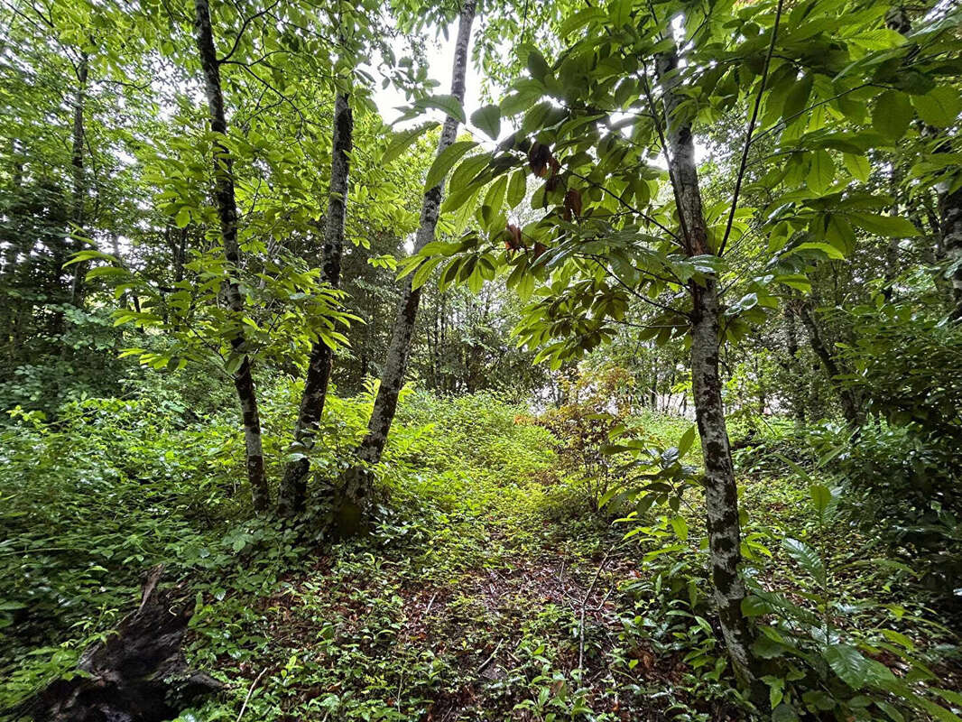 Terrain à LADIGNAC-LE-LONG