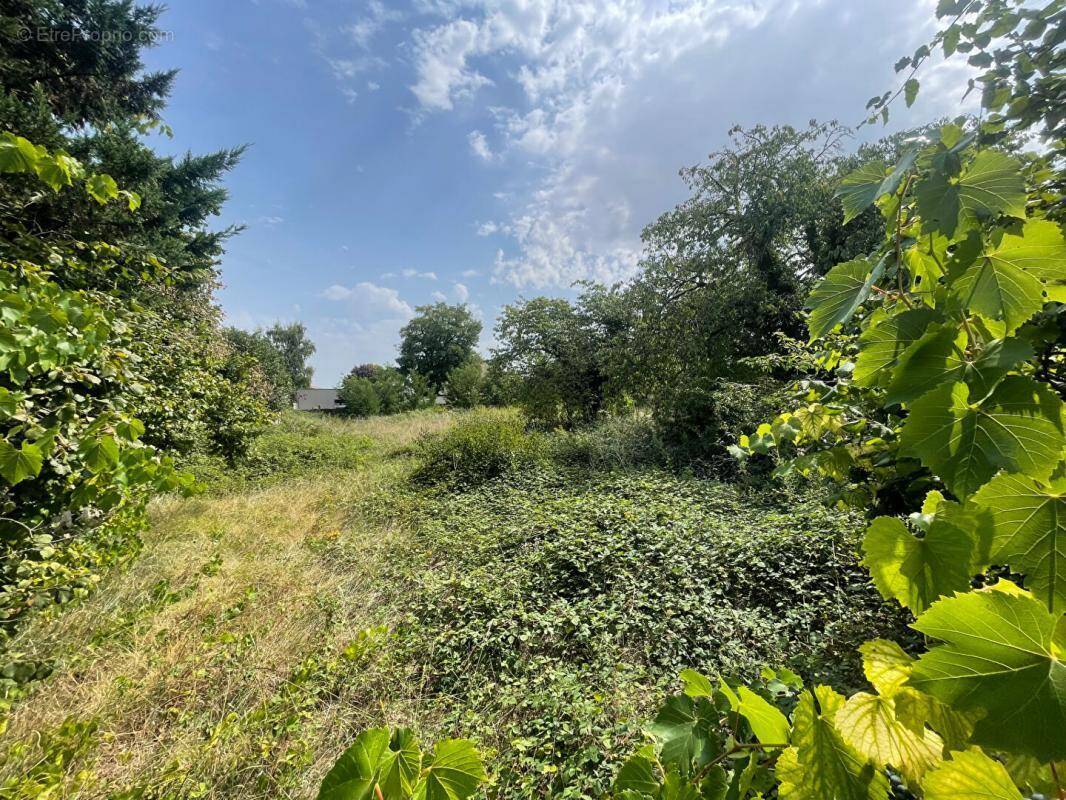 Terrain à CHATEAU-RENARD