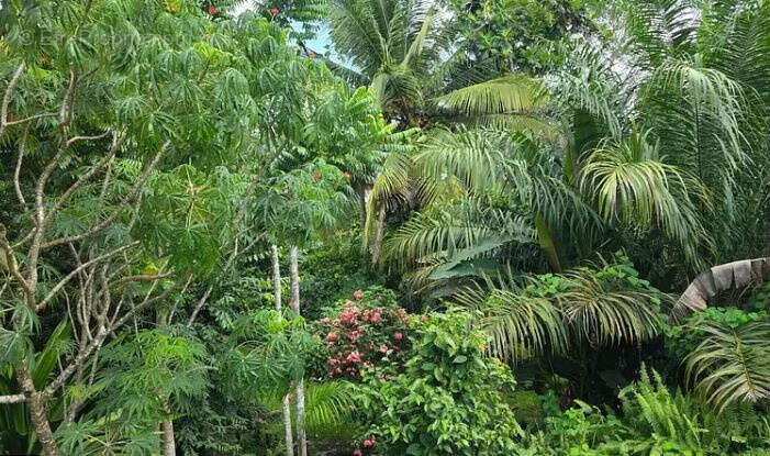 Maison à BAIE-MAHAULT