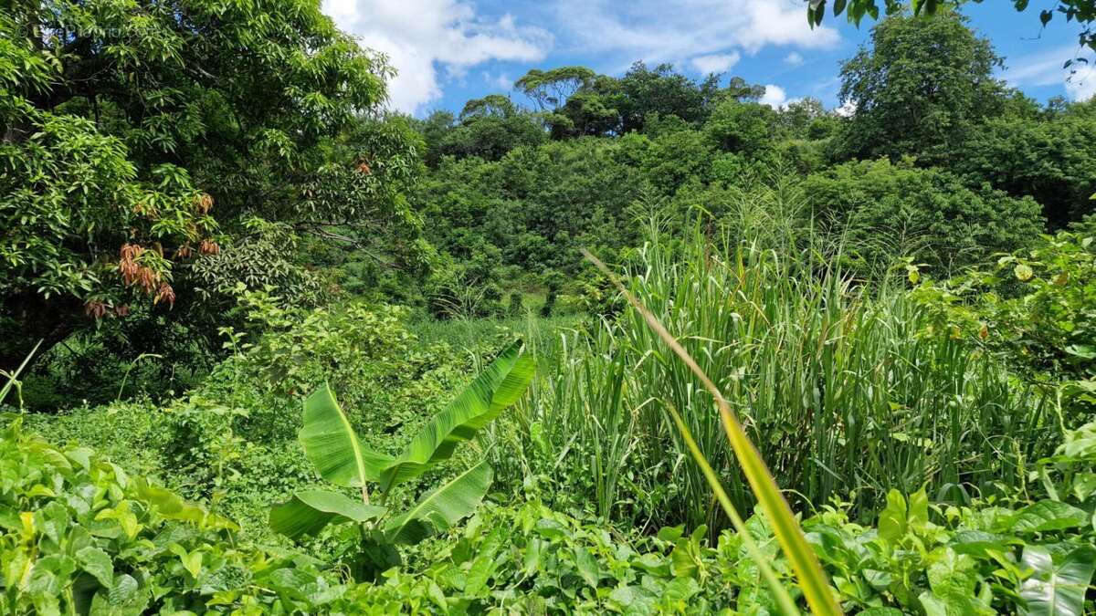 Terrain à LES ABYMES
