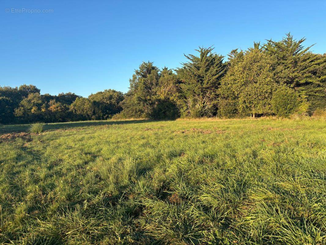 Terrain à DOLUS-D&#039;OLERON
