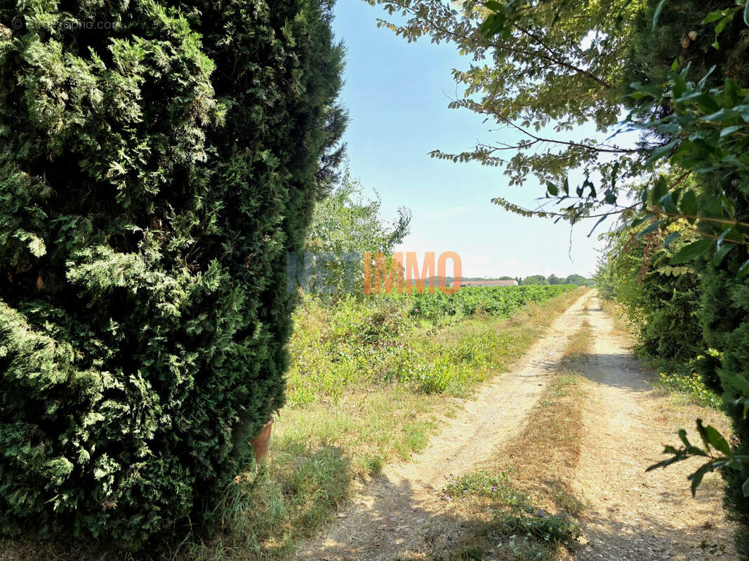 Mas à rénover au cœur des vignes, fort potentiel - LE CAILAR - photo 17
