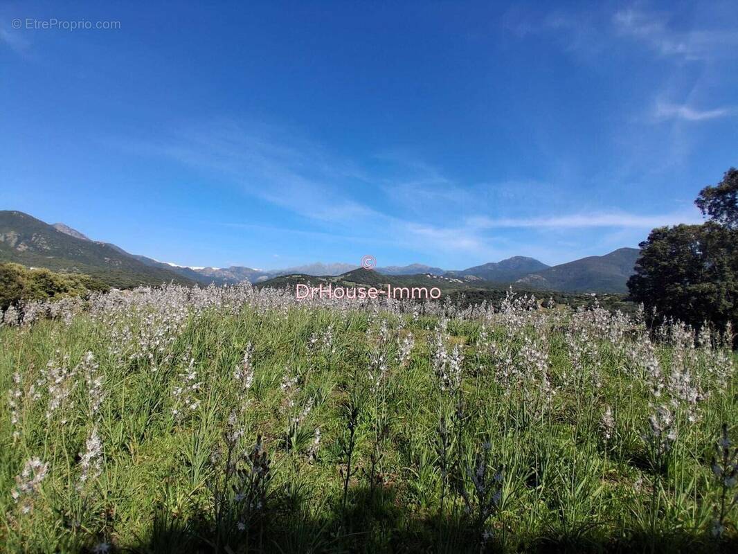Terrain à BASTELICACCIA