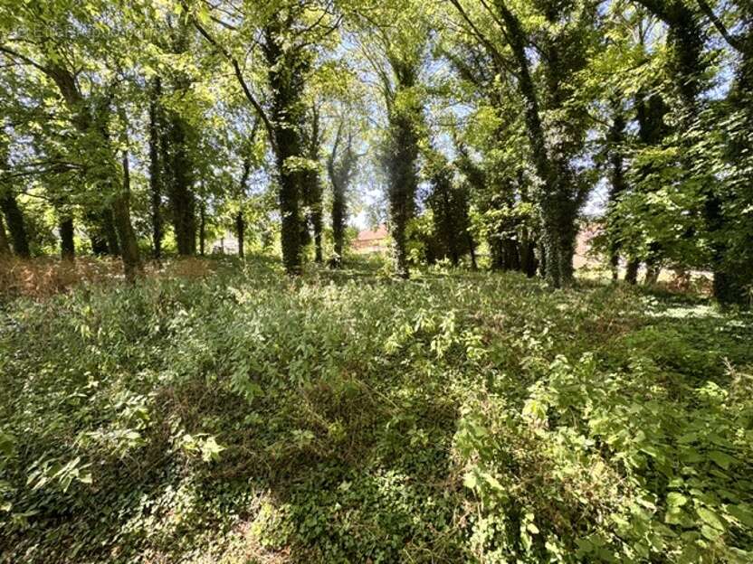 Terrain 1922 m² à Pontfaverger-Moronvilliers  - photo 5