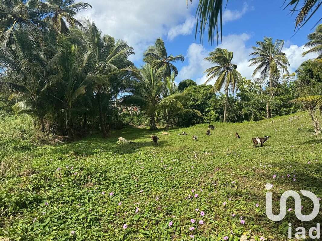 Photo 3 - Terrain à MORNE-A-L&#039;EAU