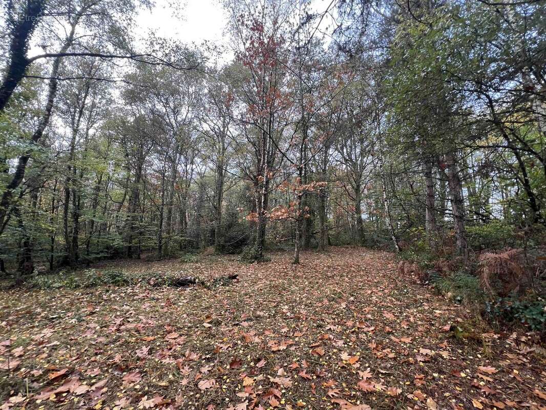 Terrain à CONFOLENS