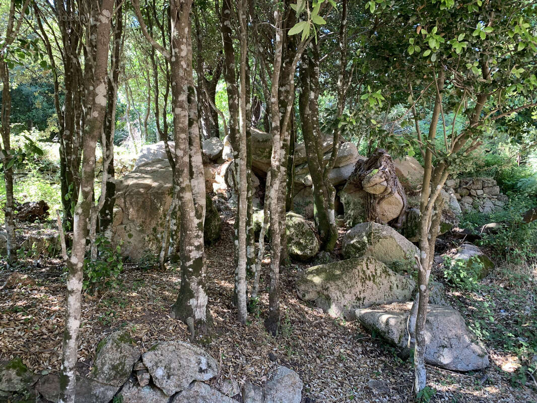 Beaucoup de cachet pour ce terrain à bâtir à proximité de Porto-Vecchio - photo 3
