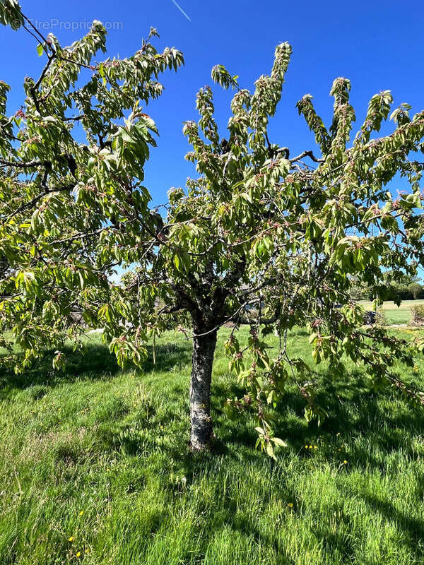 Terrain à SORANS-LES-BREUREY