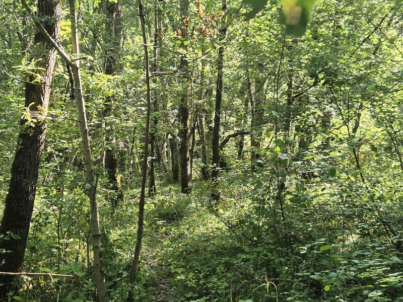 Propriété sur 1,3 hectare boisé entre Condom (32100) et Nérac (47600) - photo 6