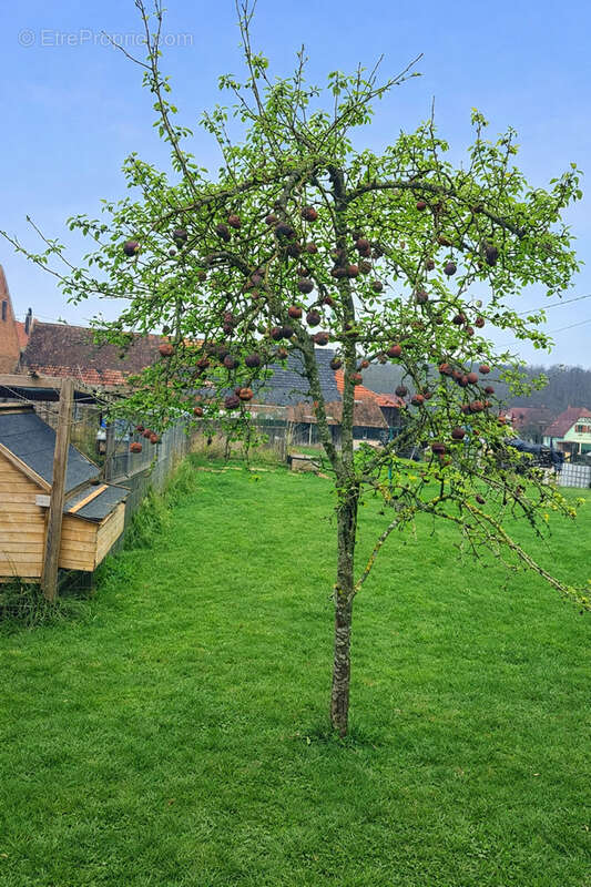 Maison à HOCHFELDEN