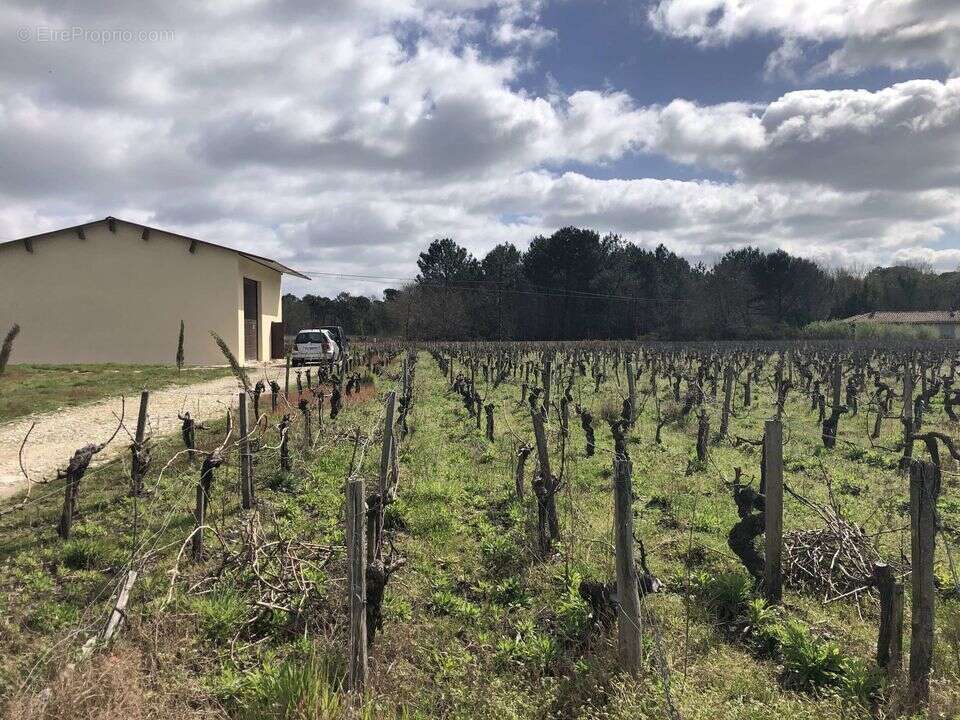 TERRAIN AGRICOLE 1,1 HECTARE AVEC BATIMENT  - Terrain à QUEYRAC
