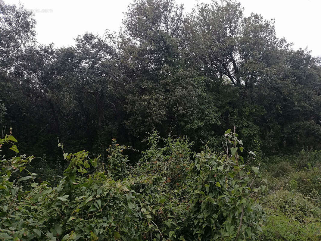COLLINE PIOLENC - Terrain constructible, plat et boisé 1181m² - photo 4