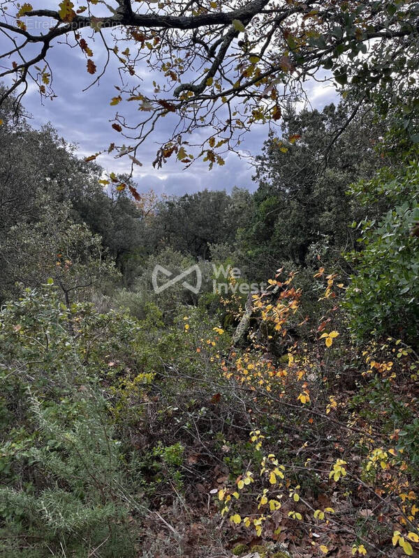 Terrain à TOURVES
