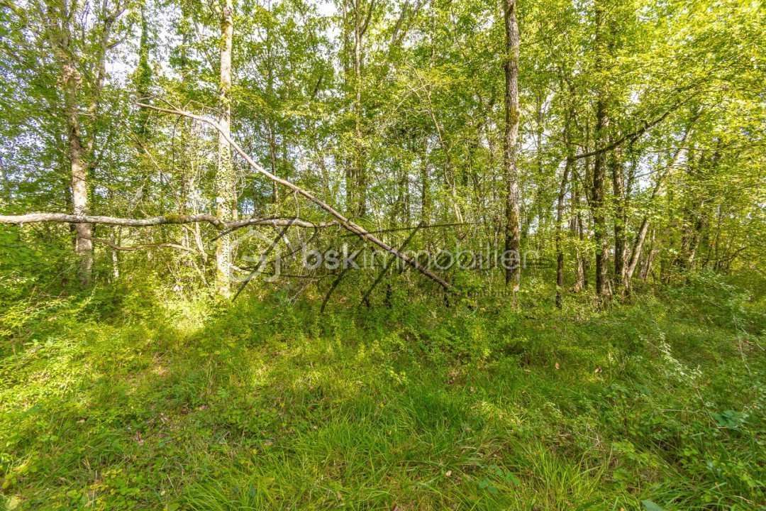 Terrain à NANTEAU-SUR-LUNAIN