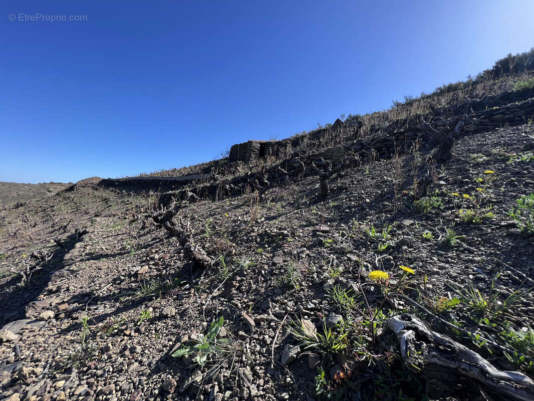 Terrain à BANYULS-SUR-MER