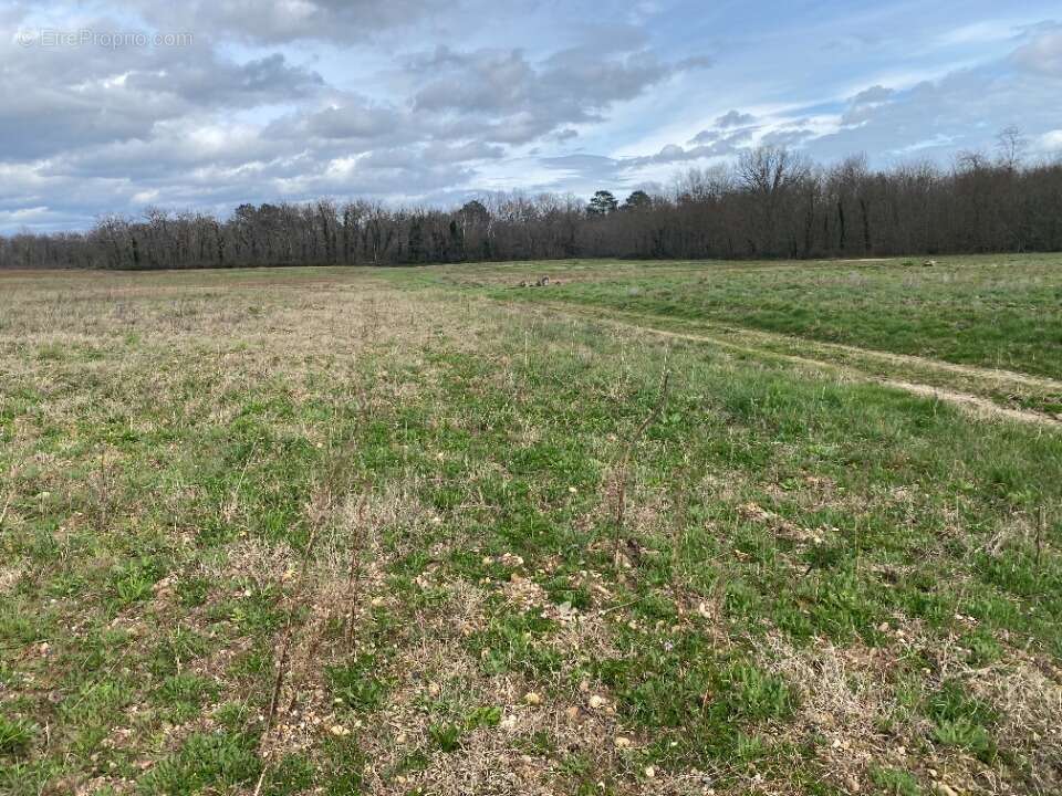 Terrain à PUJOLS-SUR-CIRON