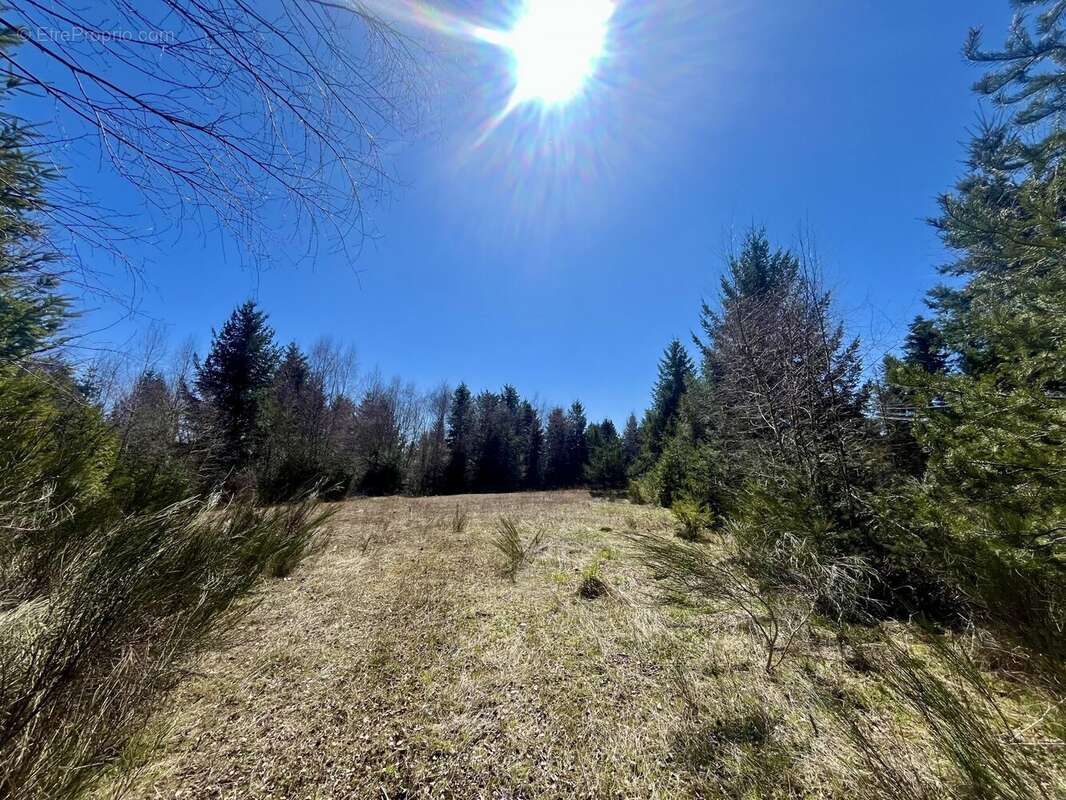 Terrain à USSON-EN-FOREZ