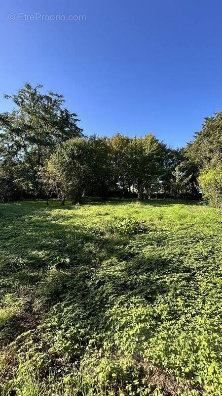IMG2348 - Terrain à NIORT