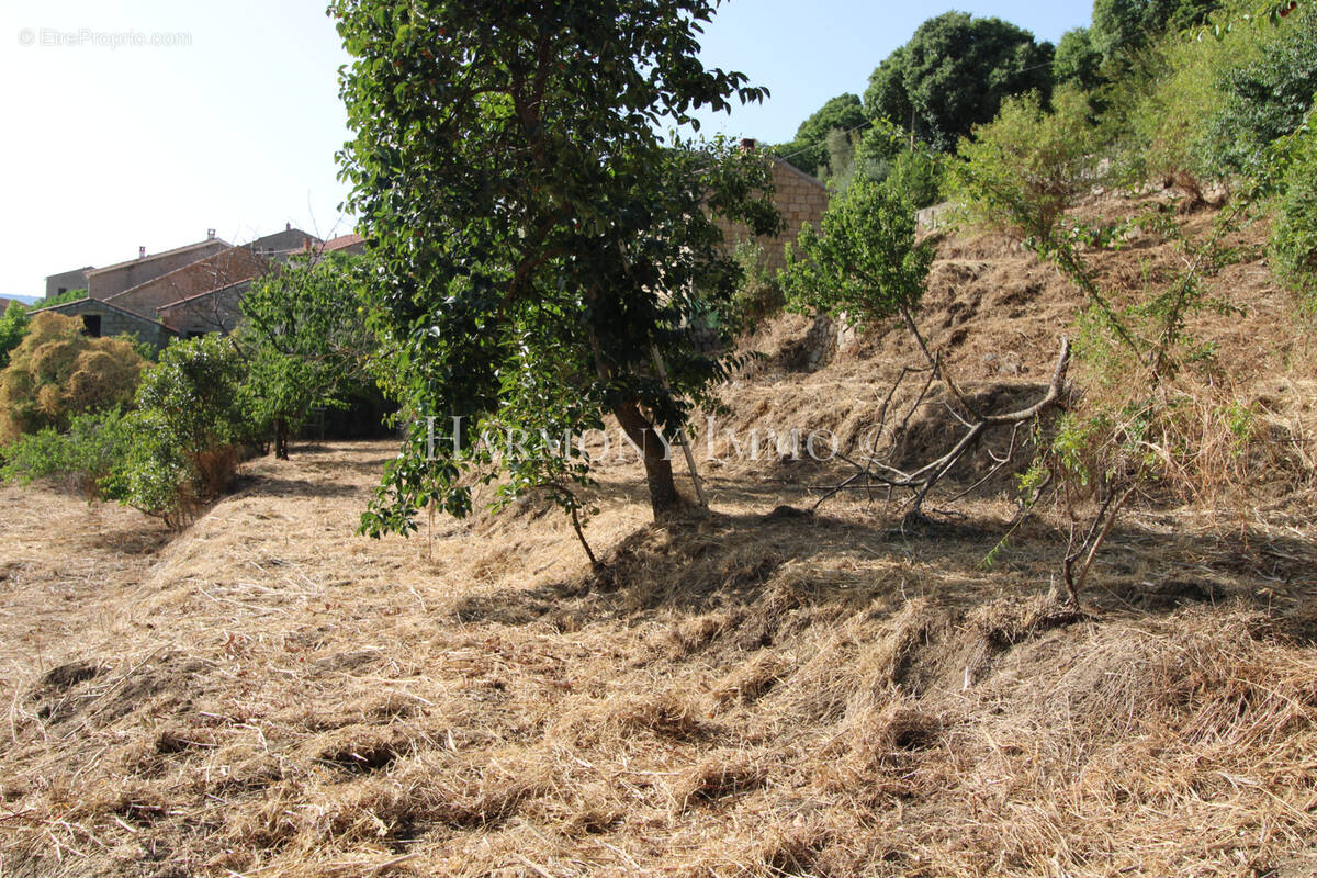 Terrain à PILA-CANALE