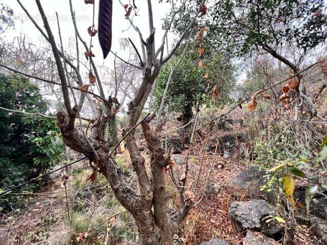 Terrain à SAINT-PAUL