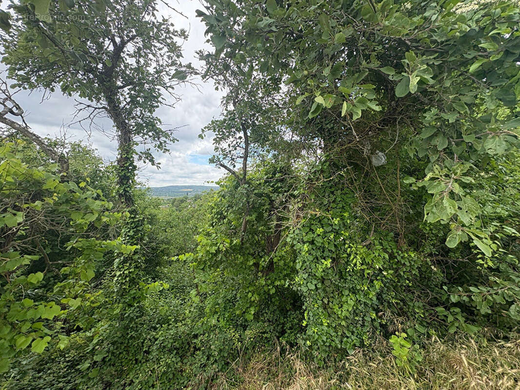 Terrain à CHANTELOUP-LES-VIGNES
